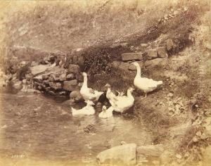 Geese by Frank Meadow Sutcliffe