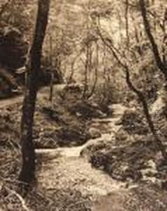 Forest Stream And Path