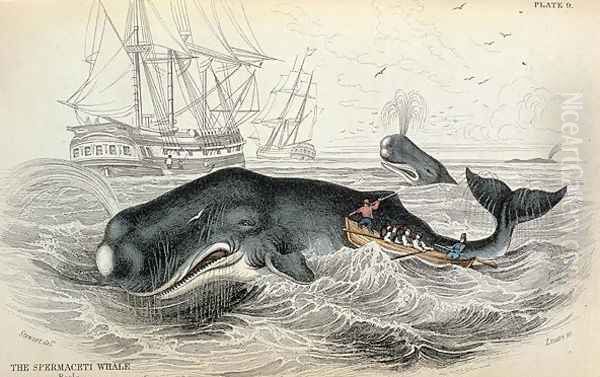 The Spermaceti Whale, engraved by William Home Lizars (1788-1859) plate 9 from Vol 12 of Sir William Jardines Naturalists Library, pub. 1833-45 - view 1