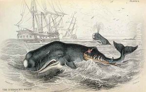 The Spermaceti Whale, engraved by William Home Lizars (1788-1859) plate 9 from Vol 12 of Sir William Jardines Naturalists Library, pub. 1833-45 by Stewart, James
