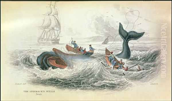 The Spermaceti Whale, engraved by William Home Lizars 1788-1859 plate 10 from Vol 12 of Sir William Jardines Naturalists Library, pub. 1833-45 - view 1
