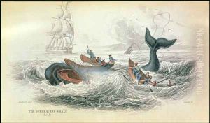 The Spermaceti Whale, engraved by William Home Lizars 1788-1859 plate 10 from Vol 12 of Sir William Jardines Naturalists Library, pub. 1833-45 by Stewart, James