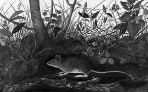A Field Mouse on a grassy Verge A Field Mouse on a grassy Verge
