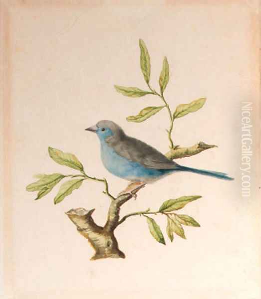A male blue chaffinch - view 1