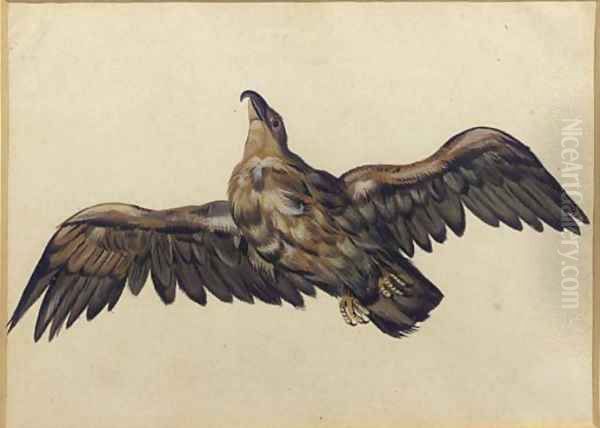 An eagle, with wings outstretched - view 1