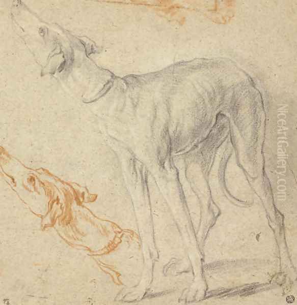Two studies of a greyhound - view 1