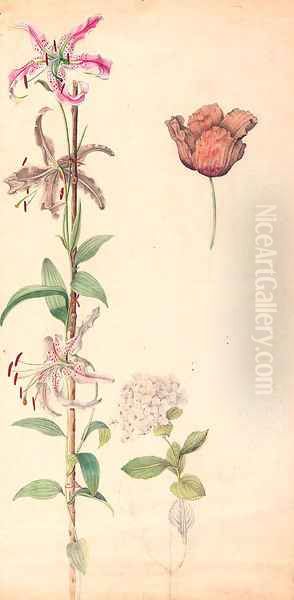 Studies of a lily, a hydrangea and a tulip - view 1