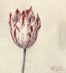 Study of a tulip