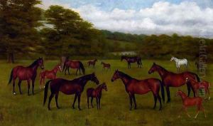 The Duke Of Westminster's Mares And Foals