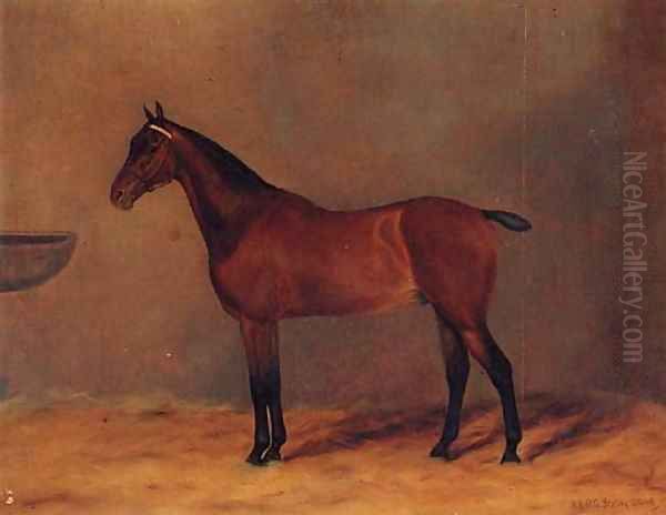 Bay Rum, a bay Hunter in a Stable - view 1