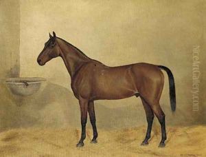 Mr Stary, a bay hunter in a stable Mr Stary, a bay hunter in a stable