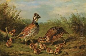 Grouse And Chicks