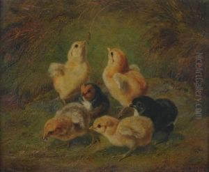 Baby Chicks Baby Chicks
