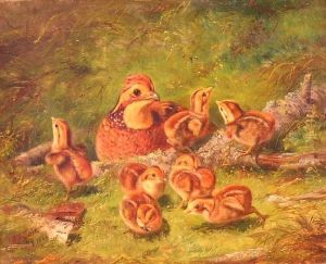 Ruffed Grouse And Chicks