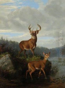 Buck And Doe