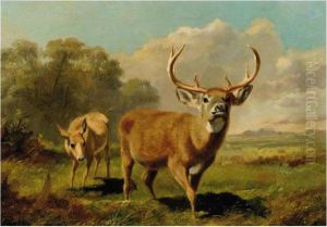 Buck And Doe
