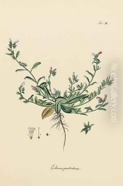 Echium prostratum - view 1