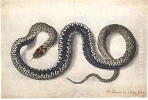 A grass snake