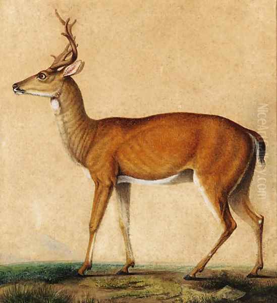 A roebuck, with Vesuvius in the distance - view 1
