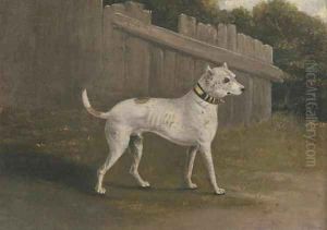 A bullterrier by a fence