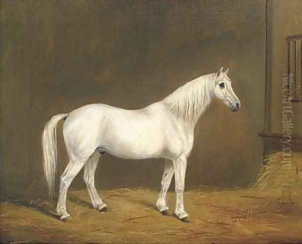 Mr Upright's Jack, a grey horse in a stable - view 1