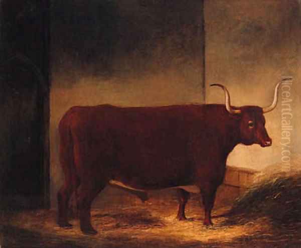 A Long Horn Bull in a Barn - view 1