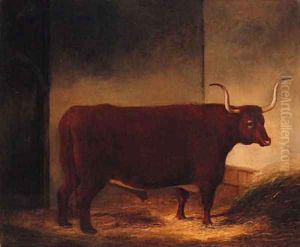 A Long Horn Bull in a Barn