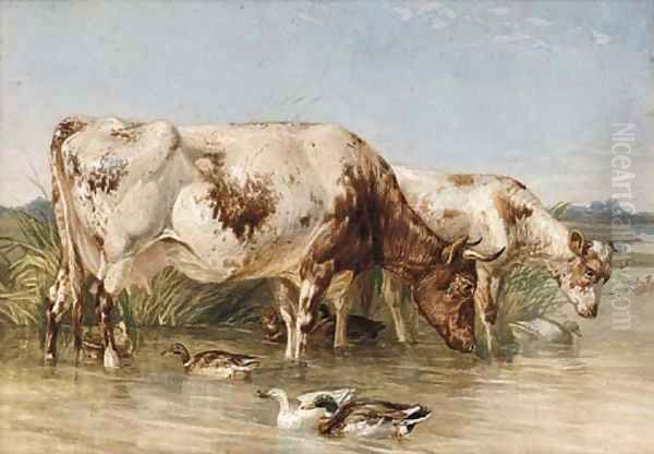 Cattle watering at a duck pond - view 1