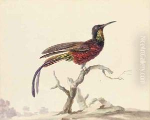 A bird of paradise on a branch A bird of paradise on a branch