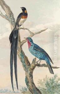 A Whydah Bird and a Continga by Aert Schouman