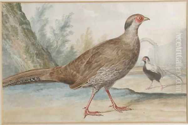 Two silver pheasants in a garden - view 1