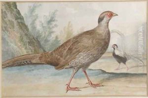 Two silver pheasants in a garden by Aert Schouman