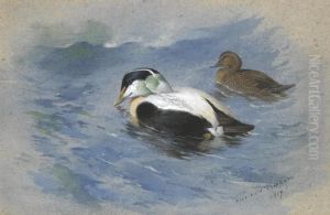 A Pair Of Eider Ducks by Archibald Thorburn