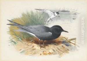 Black Tern; Great Shearwater by Archibald Thorburn