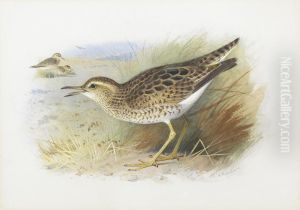 Bartram's Plover