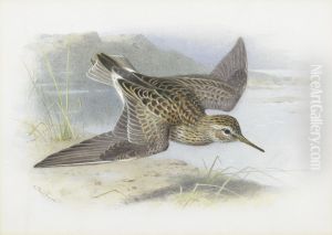 Pectoral Sandpiper by Archibald Thorburn