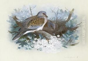 Turtle Doves Turtle Doves