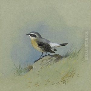 Male Wheatear by Archibald Thorburn