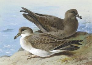 Great Shearwater And Sooty Shearwater