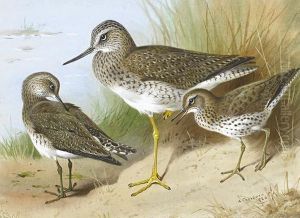 Solitary Sandpiper And Spotted Sandpiper by Archibald Thorburn
