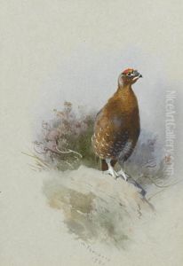 Red Grouse by Archibald Thorburn