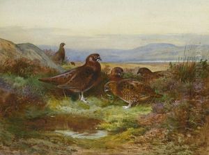 Grouse In Autumn