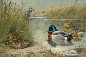 Woodcock, Mallard And Kingfisher