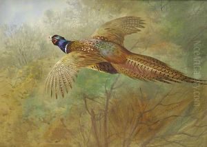 Flying Pheasant by Archibald Thorburn