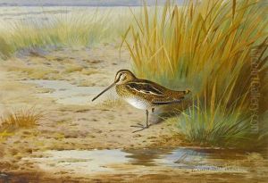 Snipe Near Water