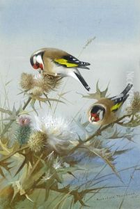 Goldfinches Goldfinches