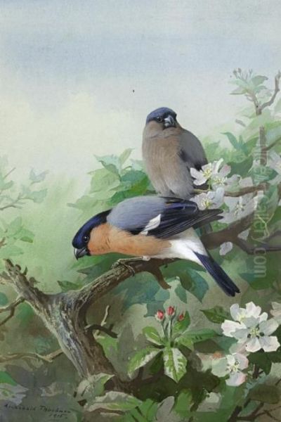 Bullfinches - view 1