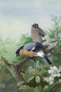 Bullfinches by Archibald Thorburn