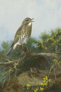 Cock And Hen Thrush Cock And Hen Thrush
