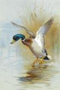 Mallard In The Reeds